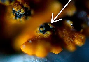 В Беларуси обнаружили новый гриб. Его назвали в честь Франциска Скорины