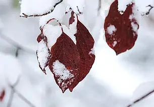 Стоит ли заносить снег в теплицу: что на этот счет думают опытные дачники