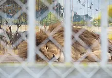 Полы с подогревом и огромные стекла! В Могилевском зоосаде строят вольеры для теплолюбивых зверей