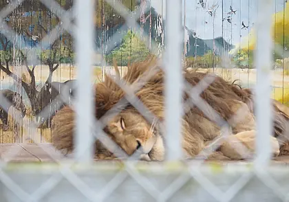 Львиное царство под Могилевом: в зоосад приезжают новые хищники