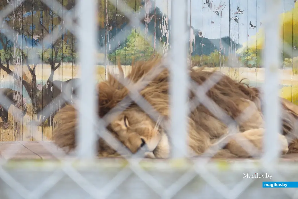 2024 г. Могилевский район, Буйничи, зоосад. Симба не только любит побегать, но и поспать.