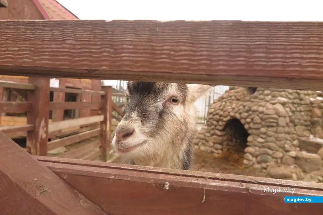 Декабрь 2024 г. Могилевский район, Буйничи, зоосад.