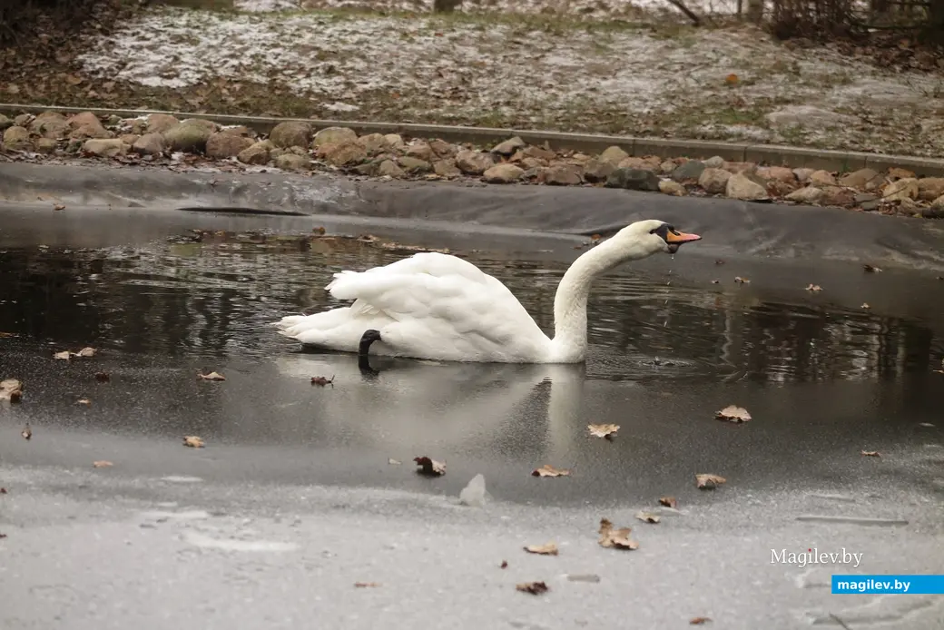 Декабрь 2024 г. Могилевский район, Буйничи, зоосад.