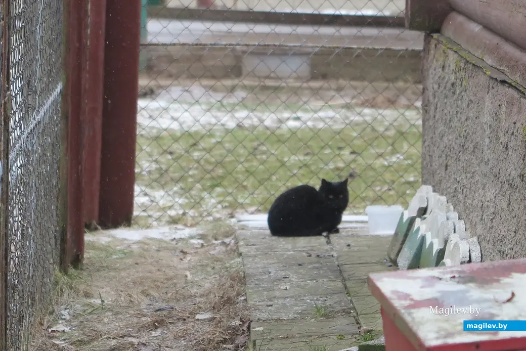 Декабрь 2024 г. Могилевский район, Буйничи, зоосад.