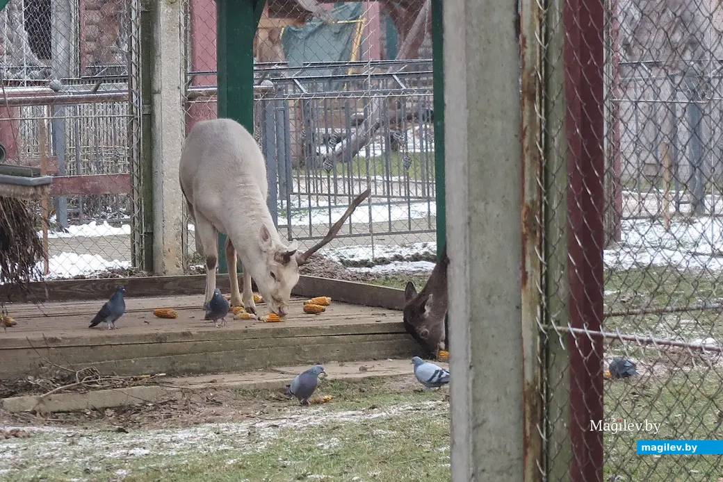 Декабрь 2024 г. Могилевский район, Буйничи, зоосад.