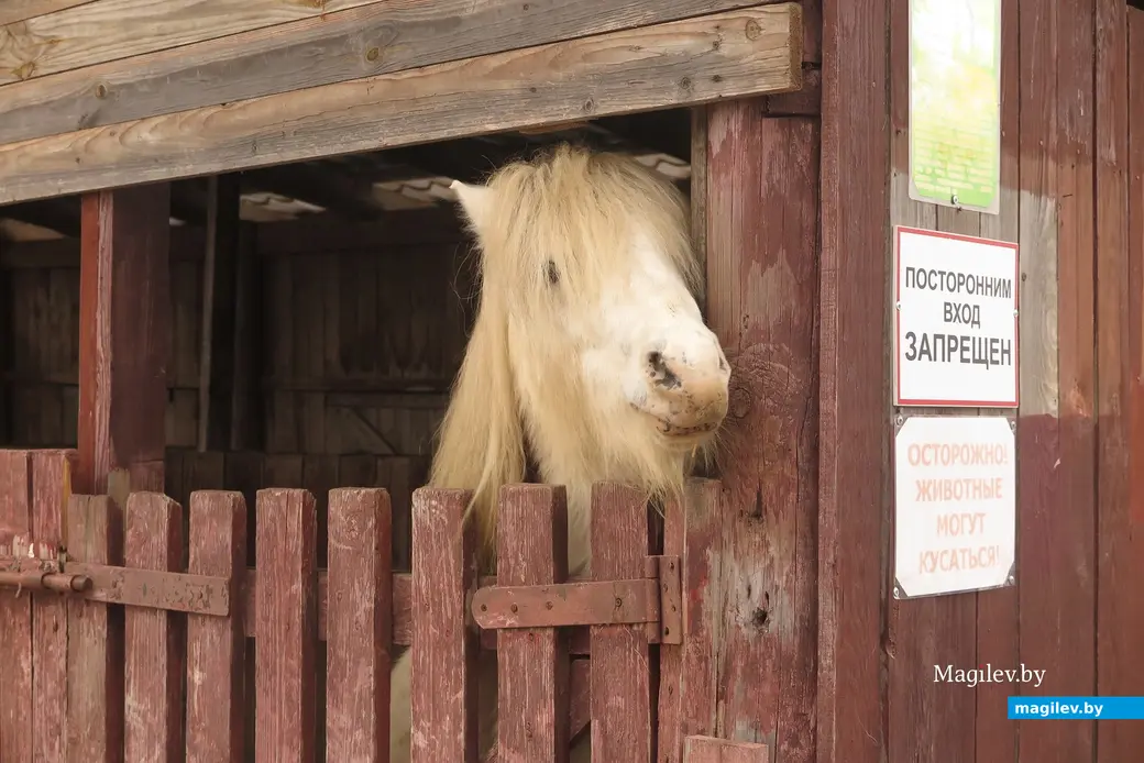Декабрь 2024 г. Могилевский район, Буйничи, зоосад.