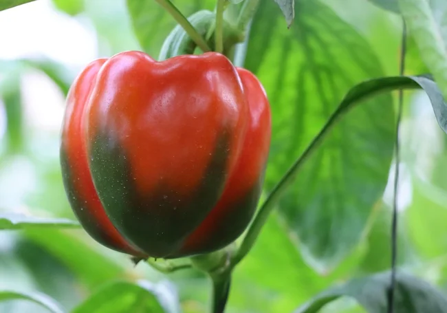 Ошибки при выращивании перца