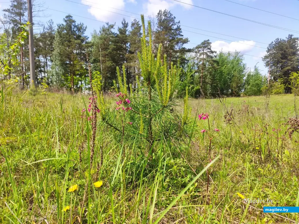 Бобруйск, 1 июня 2025 года. Первый день лета на Луковой горе.