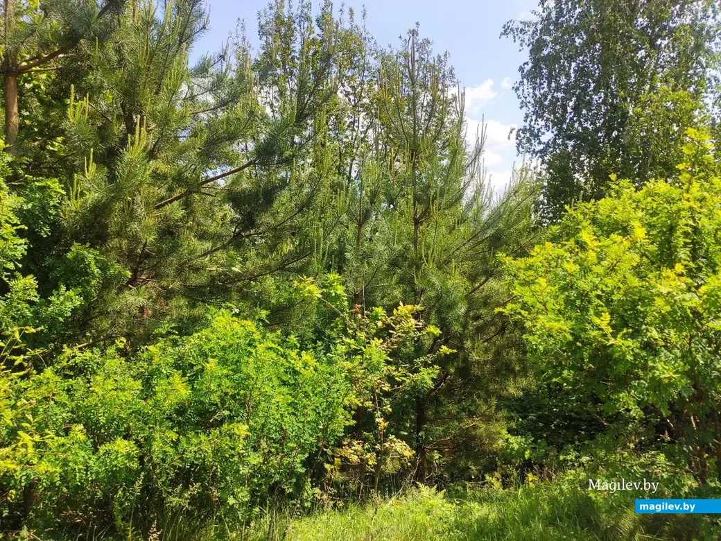 Бобруйск, 1 июня 2025 года. Первый день лета на Луковой горе.