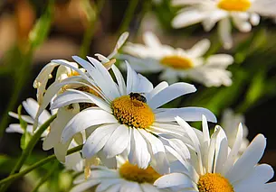 До 26 градусов тепла: какой будет погода в Могилеве 2 июня