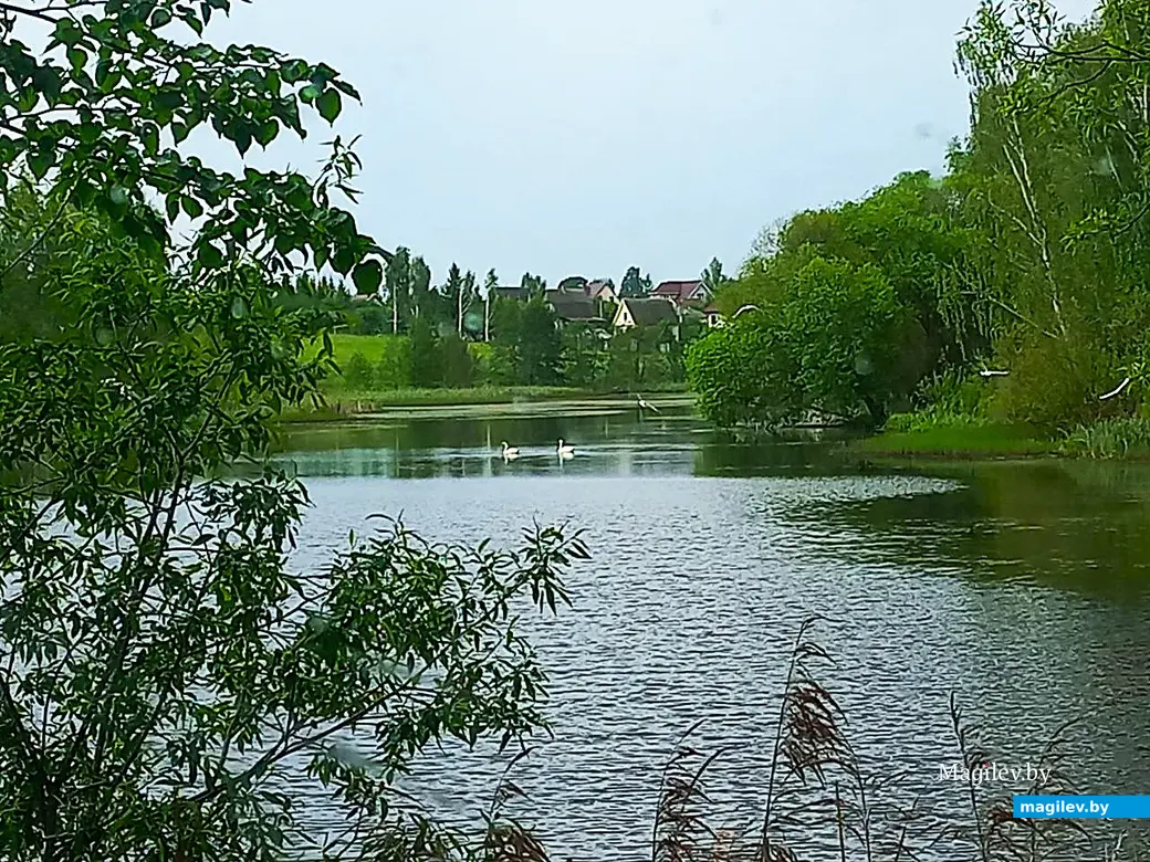 01.06.2025, Могилев, Пашковское озеро.
