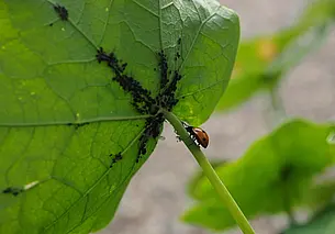 Три способа победить тлю в огороде