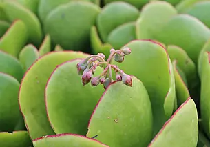 Чем поливать денежное дерево для цветения: достаточно добавить в воду 10 капель
