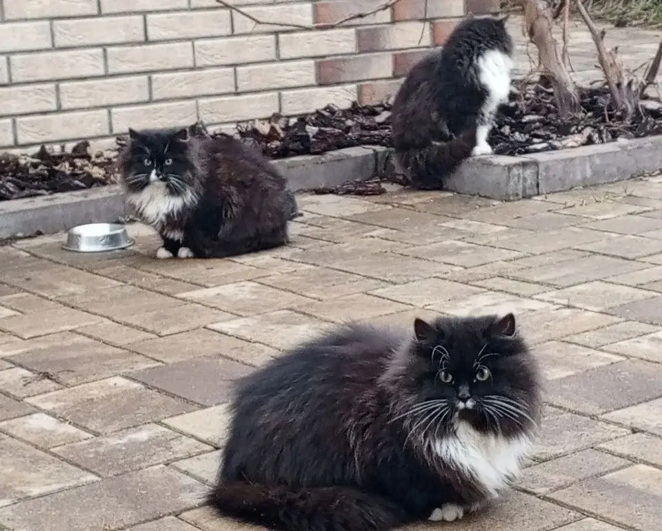 Три котенка.