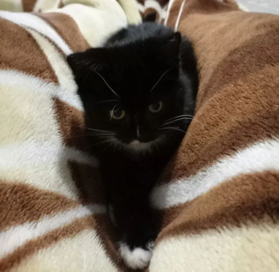 Котенок.