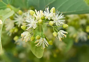 Каким трем категориям людей противопоказан липовый чай