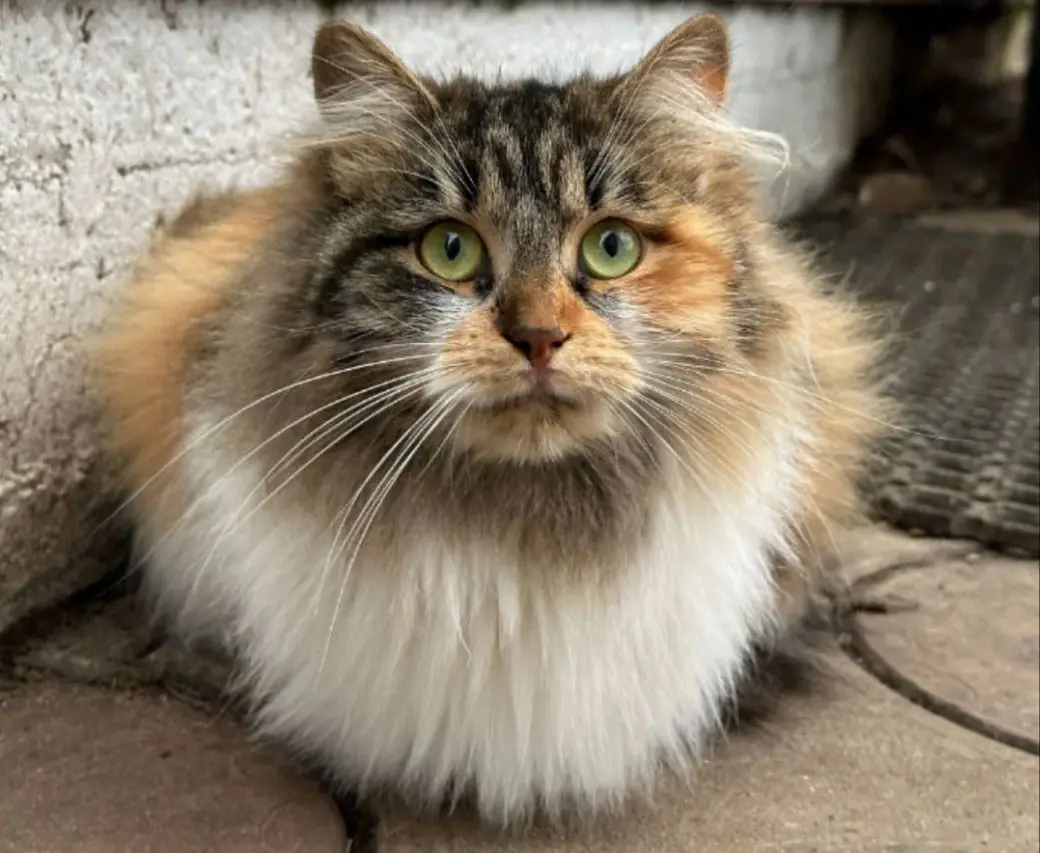 Кошка Лика.