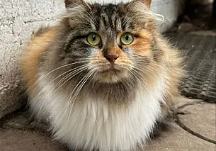 Кошка Лика, пес Шурик, щенки и котята: кто ищет хозяина в Могилеве