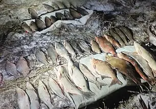 Более 75 килограмм рыбы изъяли у браконьеров в Витебской области