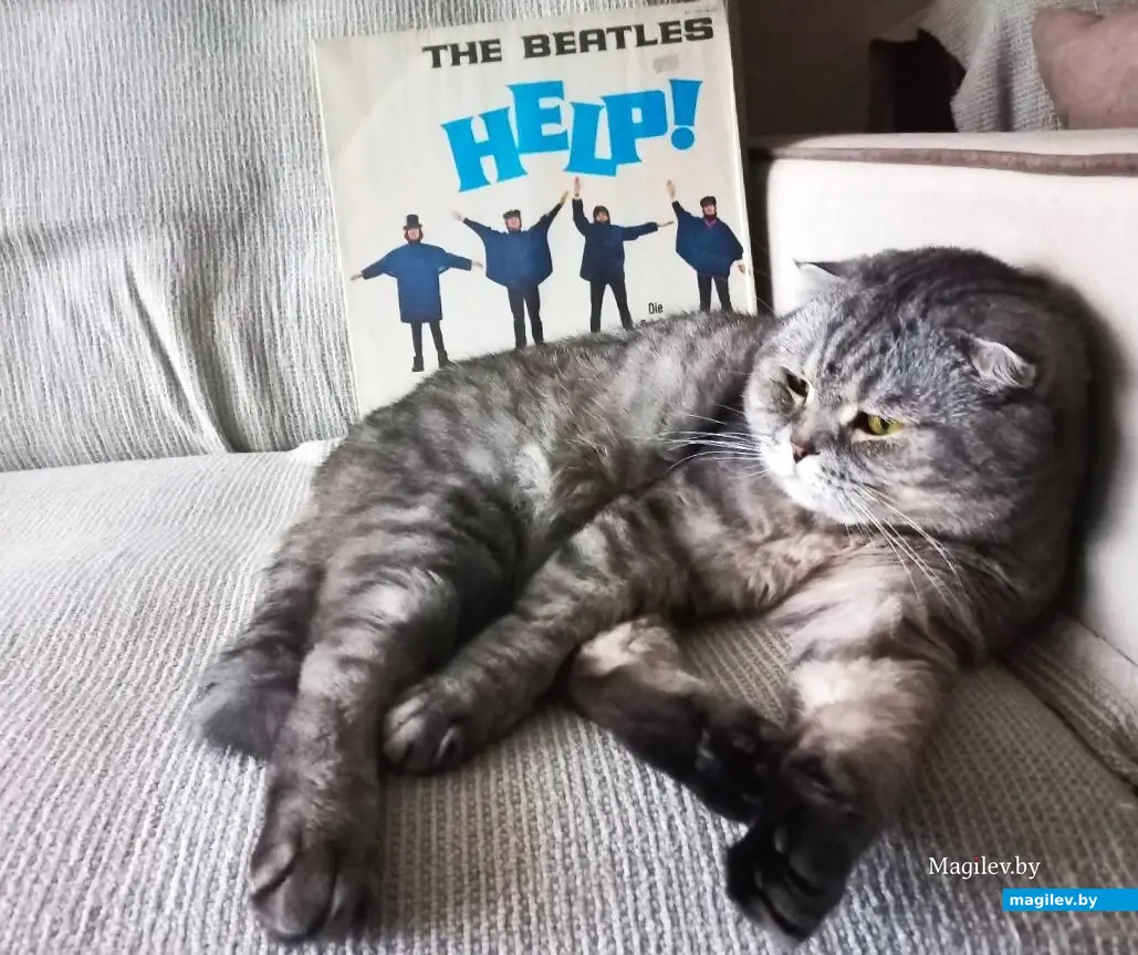 2025 г., Могилев. Мой кот Масик (и не только он) по-прежнему предпочитает сладко дремать под музыку «Битлз».