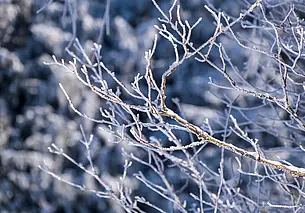 Облачно с прояснениями и небольшие осадки ожидаются сегодня в Беларуси