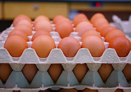 Больше всего куриных яиц в Россию поставляет Беларусь