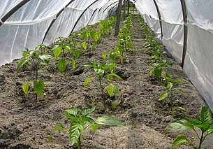 Как приготовить дрожжевой стимулятор для полива рассады? Рассказываем