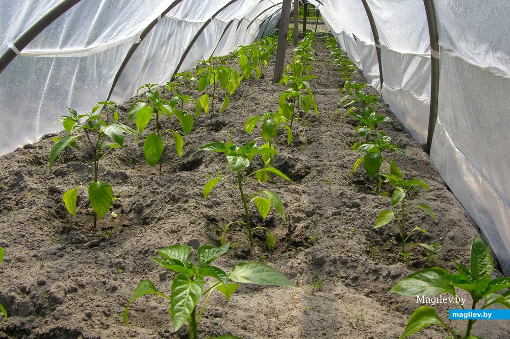 Рассада перца.