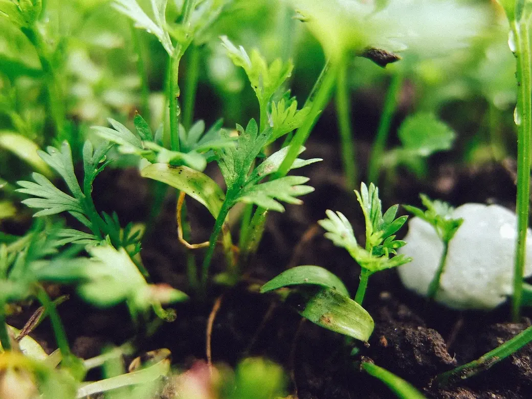 Выращивание рассады – это искусство.