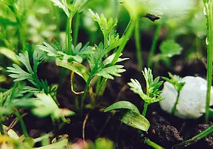 Семь мифов, связанных с рассадой: в них давно пора перестать верить