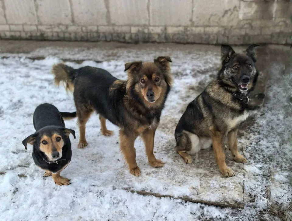 Много разных взрослых здоровых собак.
