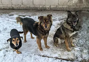 Пес Фока, кошка Анфиса и щенки: кто ищет хозяина в Могилеве