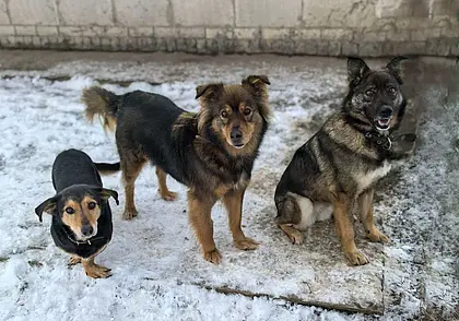 Пес Фока, кошка Анфиса и щенки: кто ищет хозяина в Могилеве