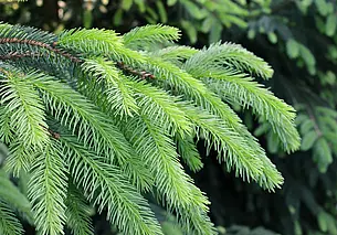 Зачем еловая хвоя на кухне: результат вас порадует