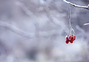 Облачно и безветренно: какой будет погода в Могилеве в понедельник 20 января