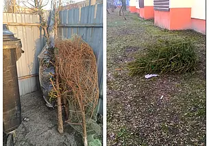 Как правильно утилизировать новогоднюю елку? Рассказываем