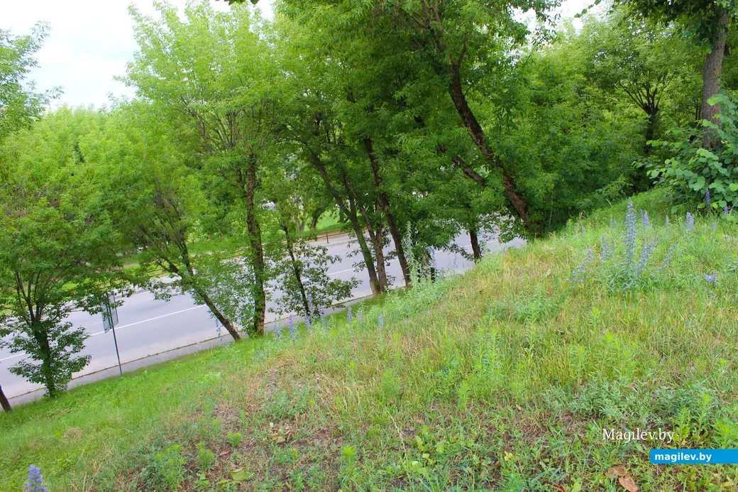 Лето 2024 года. Могилев. Дебрянский спуск.