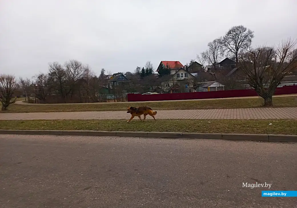 22.01.2025. Могилев, Левая Дубровенка. Равнодушных в расчет не берем.
