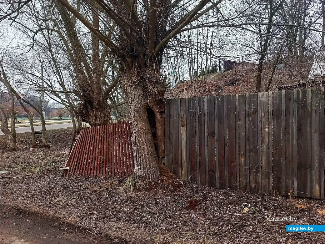 22.01.2025. Могилев, Левая Дубровенка.