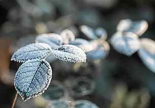 Без осадков, днем до +4°С: синоптики о погоде в Могилеве и области