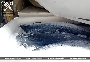 Партию лосося без документов изъяли могилевские таможенники. Рыбу везли в Мстиславль