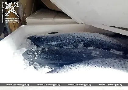 Партию лосося без документов изъяли могилевские таможенники. Рыбу везли в Мстиславль