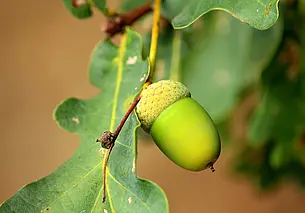 Дуб – причина всех бед на даче. Узнайте, почему это дерево опасно для вашего участка