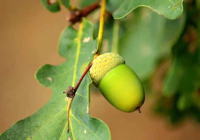 Дуб – причина всех бед на даче. Узнайте, почему это дерево опасно для вашего участка