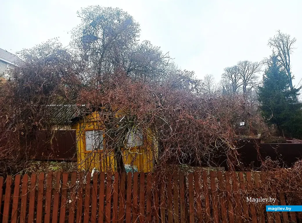 29.01.2025, Могилев, переулок улицы Вербовой .