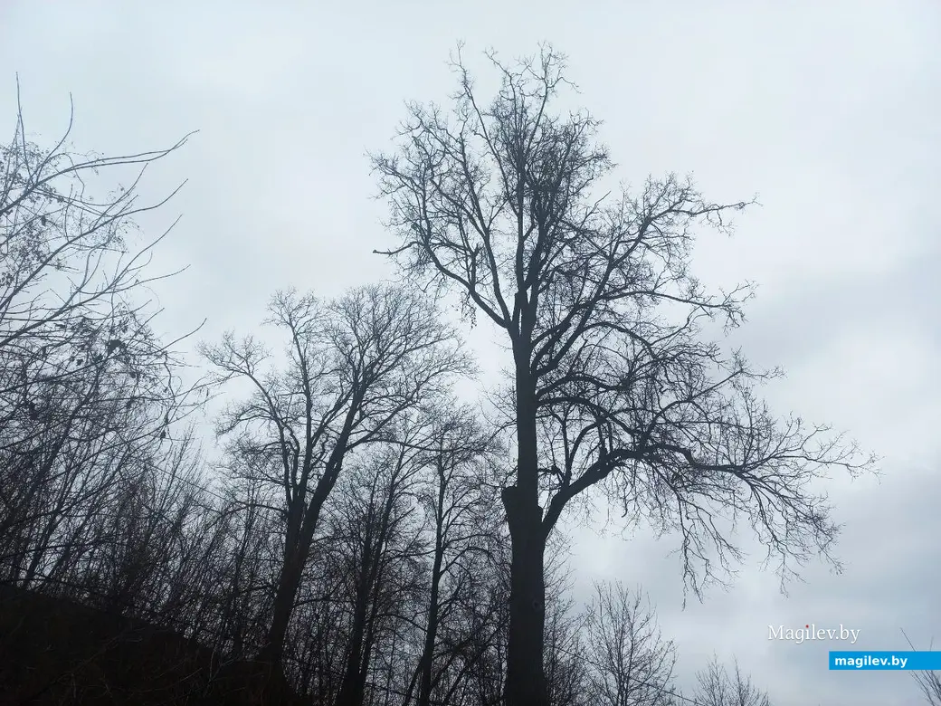 29.01.2025, Могилев, переулок улицы Вербовой .