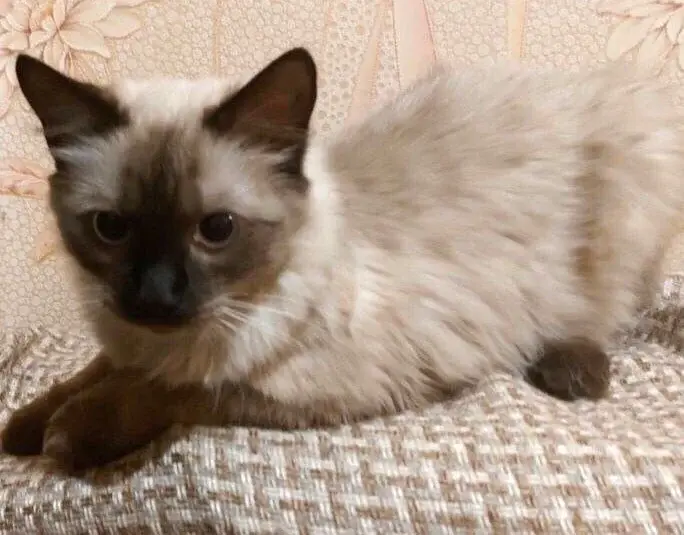 Ласковый котик.