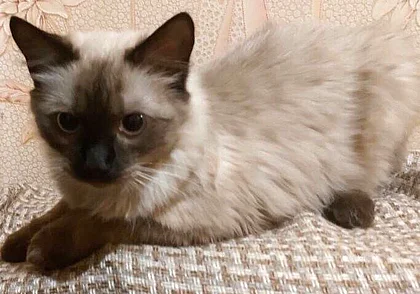 Собаки Зоя и Лара, щенки и кот: кто ищет хозяина в Могилеве