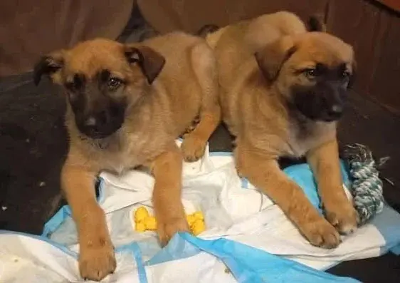 Щенки – две милые девочки.