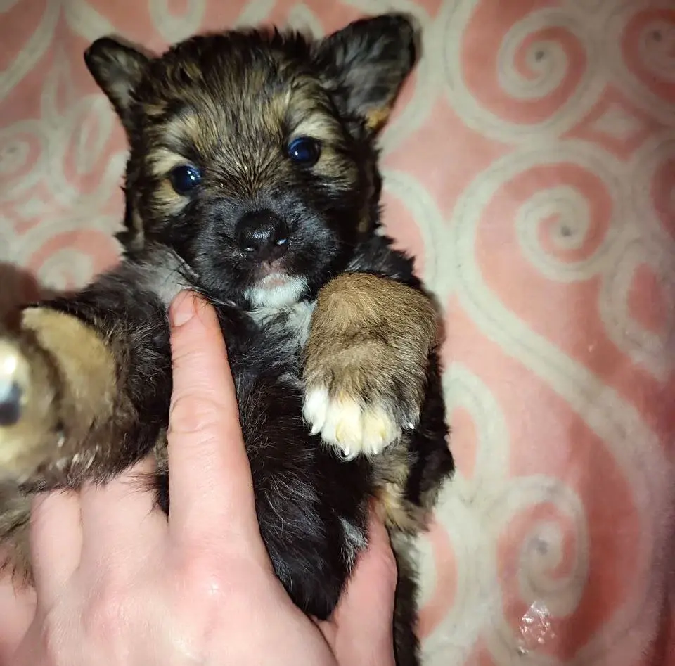 Собака Лара.